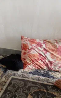بالش