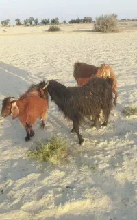 ۲عددبزمری ویک چتی