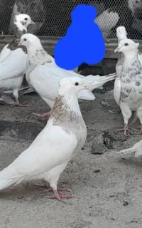 کبوتر طوقی ۱۲عدد سالم بدون غلط