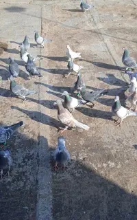 کبوترهوایی