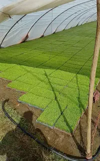 توم بانک نشا هاشمی