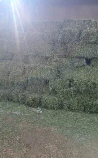 خریدوفروش یونجه