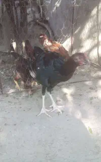 نووچه لاری