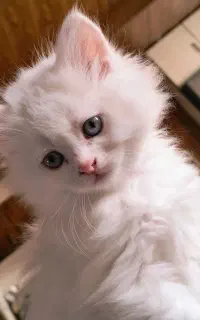 گربه پرشین