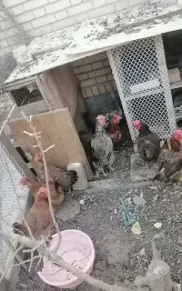 8 عدد مرغ تخم گذار
