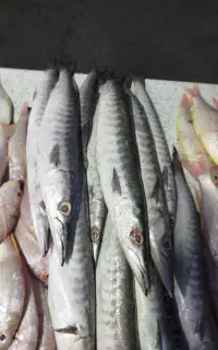 ماهی تازه رسید