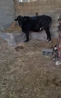 گوساله نر