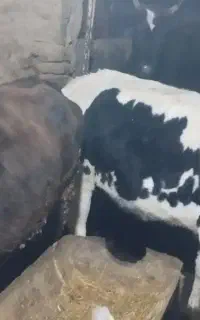 فروش گوساله