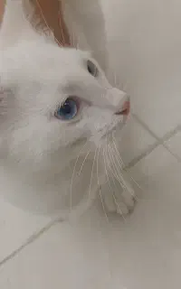 گربه