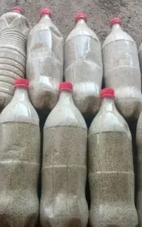 بذر سفید