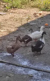 فروش اردک مگ مگی خونگی