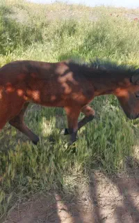 کره اسب نریان ۲۰روزه