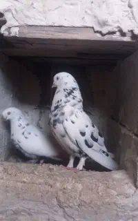 کفتر پرشی