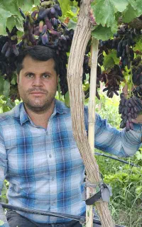 تولیدکننده موندراپ و اتم رویال و ارقام تجاری