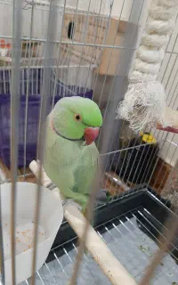 ملنگو شاه‌طوطی نر دستی