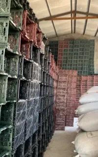 فروش سبد میوه
