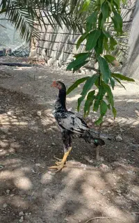 مرغ خروس چابهاری