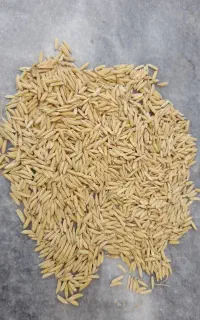 سبوس شالی