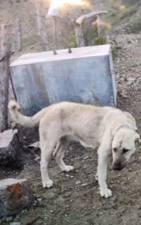 سگ سرابی