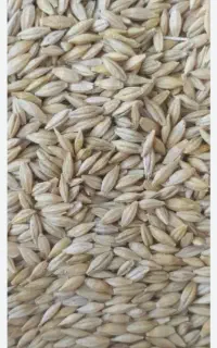 جوسرارود