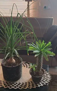 گل طبیعی نخل ماداگاسکار بچ هم داره و گل لیندا زیبا