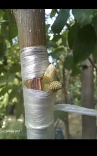 خدمات کامل باغبانی پیوند سمپاشی ۲۴ ساعته