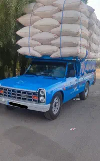 کاه گندم دیم