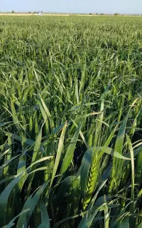 اجاره ۱ هکتار زمین مزروعی کانال۱۲ تازه آباد