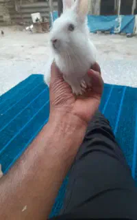 خرگوش دورگ لوپ