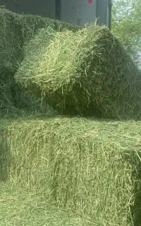 یونجه از داراب فسا جهرم