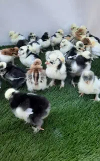 جوجه سلطان نژاددار گله رضایی تعداد محدود