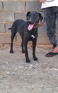 واگزاری سگ پیتبول