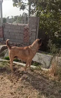 ماده جوان گله ای نگهبان توله دهی خوب