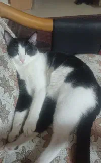 واگذاری دو گربه ماده عقیم شده