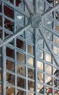 کبوتر