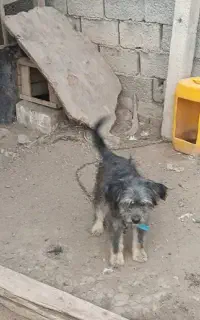 واگذاری  فندی