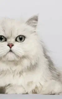 گربه نر بریتیش سیلور لانگ هیر جهت جفت گیری