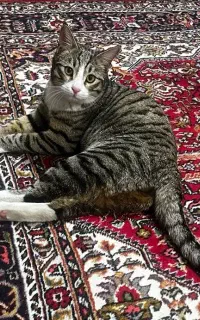 گربه گمشده