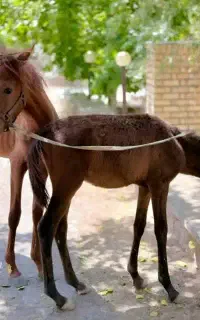 اسب نژاد دار