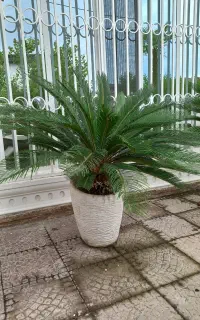 سیکاس با گلدان