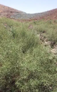خریدار خید چغندر هستم