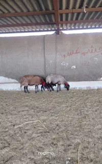 میش جوان
