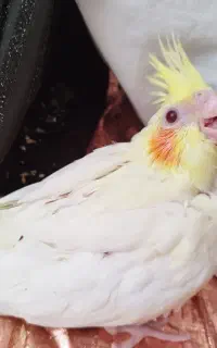 طوطی