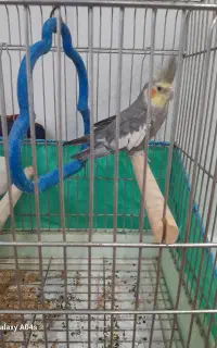 عروس هلندی