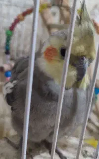 عروس هلندی گم شده