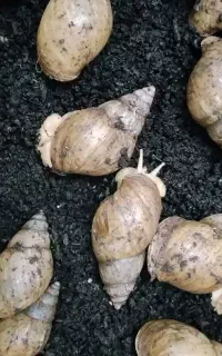 حلزون
