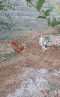 مرغ و خروس رسمی