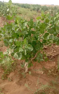 ترکه احمد آقایی پنج برگ درجه یک رقم پر بازده