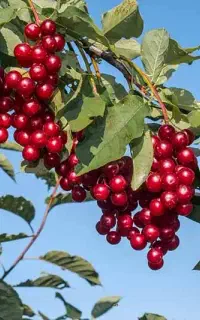 فروش نهال آلبالو سیگانی