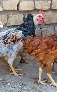 فروش ۳ عدد خروس جوان‌